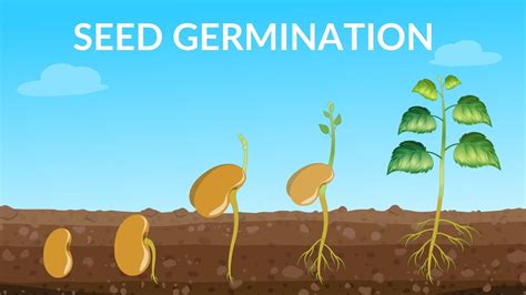 Seed Germination | How Does A Seed Become A Plant - YouTube