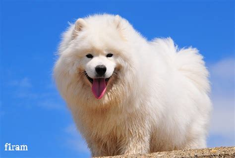 Samoyed | Shiro the samoyed at Hunstanton beach UK | By: f1ram | Flickr - Photo Sharing!