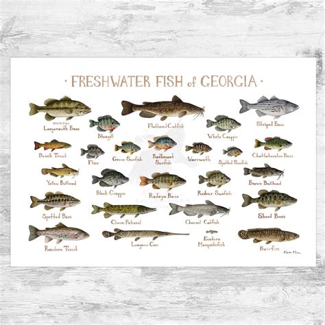 Georgia Freshwater Fish Field Guide Art Print / Fish Nature Study ...