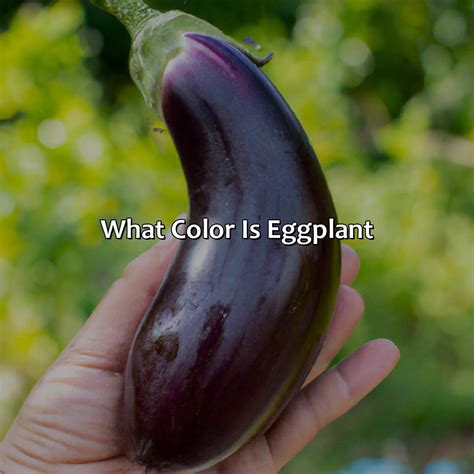 What Color Is Eggplant - colorscombo.com