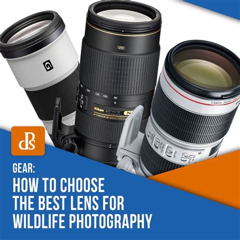How to Choose the Best Lens for Wildlife Photography in 2020 | Wildlife photography, Digital ...