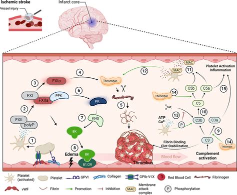 The role of the plasma kallikrein-kinin system on thromboinflammation ...