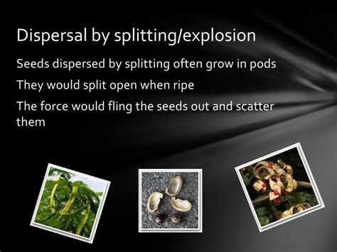 PPT - SEED DISPERSAL PowerPoint Presentation - ID:4239899