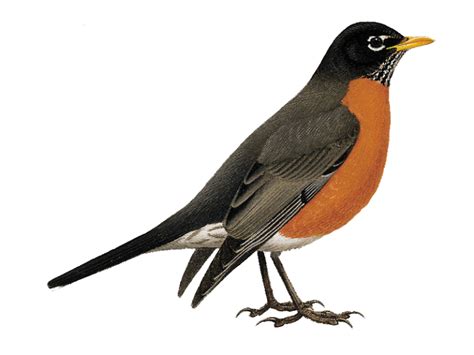 American Robin Bird Png Transparent Image