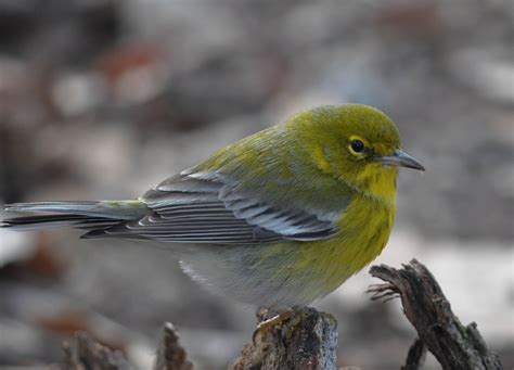 Male Pine Warbler from TRJ winter 2013 | Animals, Bird, Winter