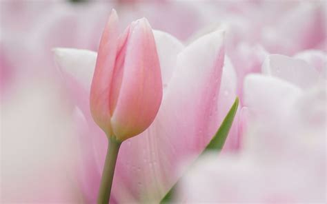 HD wallpaper: *So soft and pale*, nature, pastel, tulips, flowers, pink ...