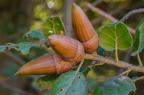 Types of Acorns (With Pictures) – Identification Guide For Oaks By ...