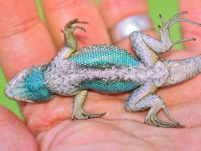 What are Those Blue-Bellied Lizards? — Deschutes Land Trust