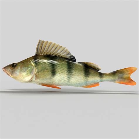 Perch fish 3D Model .max .obj .c4d - CGTrader.com