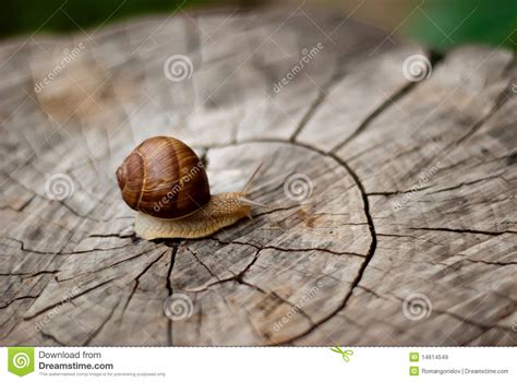 Snail on the stump stock image. Image of animal, slimy - 14614549