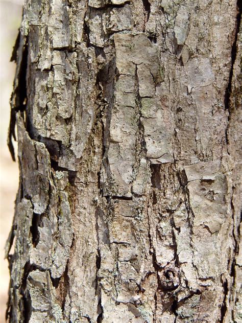 Eastern White Oak bark | Flickr - Photo Sharing!