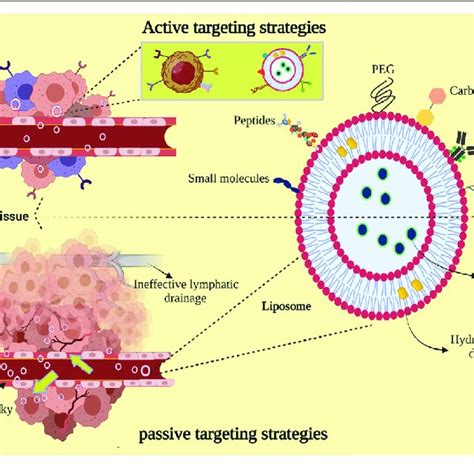 | Diverse biomedical applications of liposome-based structure ...