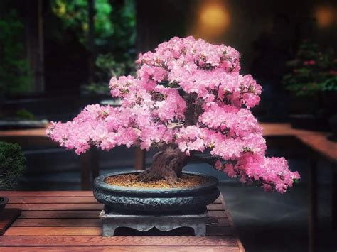 Are Blue Bonsai Trees Real?