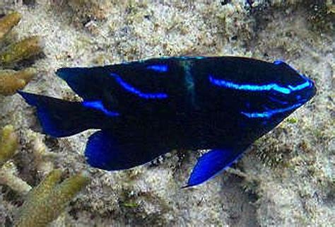 Blue Velvet Damselfish (Paraglyphidodon oxyodon)