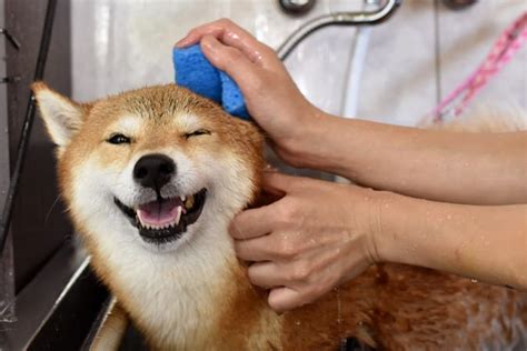 Ultimate Shiba Inu Grooming Guide - My First Shiba Inu