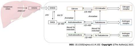 Dhea Pathway