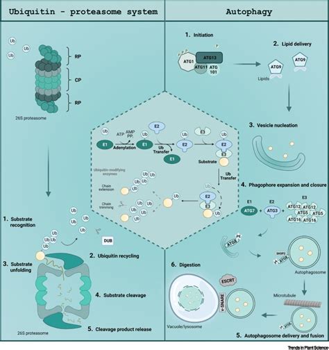 Interplay between autophagy and proteasome during protein turnover: Trends in Plant Science