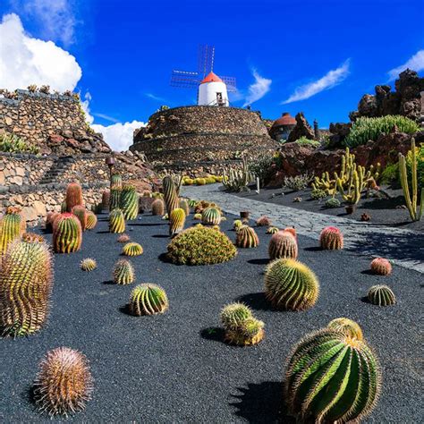 Cactus Gardens (Lanzarote) 2024 • Everything you should know - Go Lanzarote