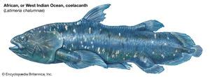 Coelacanth | Description, Habitat, Discovery, & Facts | Britannica