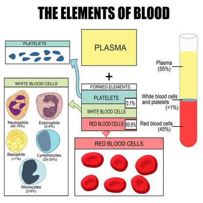 Hematology - INTERNAL MEDICINE FOR PET PARENTS