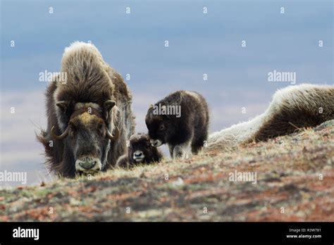 Musk Ox with calves Stock Photo - Alamy