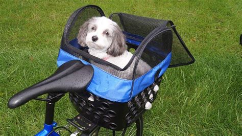 9 Best Dog Bike Basket Carriers (Front and Rear Options) (2022)