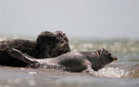 Caspian Seal Habitat Awarded IMMA Status - Институт гидробиологии и экологии