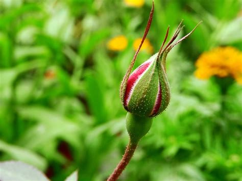 Rose Rosebud Flower Bud - Free photo on Pixabay