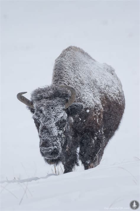 Genesee Park Bison Herd in Snow - David J Kennedy Photography