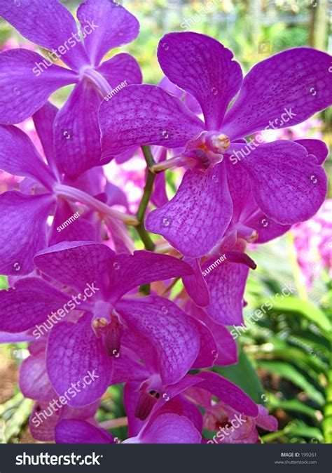 Orchid, Singapore National Flower Stock Photo 199261 : Shutterstock