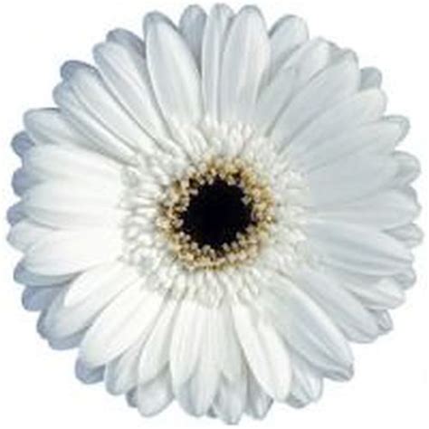 Gerbera Daisy White Flower - Wholesale - Blooms By The Box