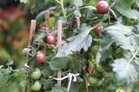 How to Grow Cherry Tomatoes