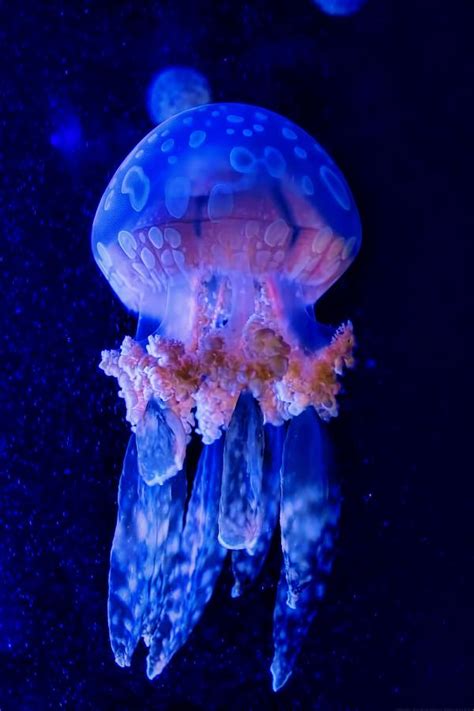 Otherworldy - White Spotted Jellyfish Photograph by Chrystyne Novack