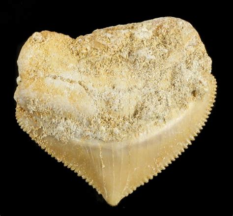 Nice Squalicorax (Crow Shark) Fossil Tooth For Sale (#38418 ...