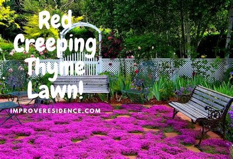 Red Creeping Thyme Lawn: Varieties, Benefits, and Maintenance