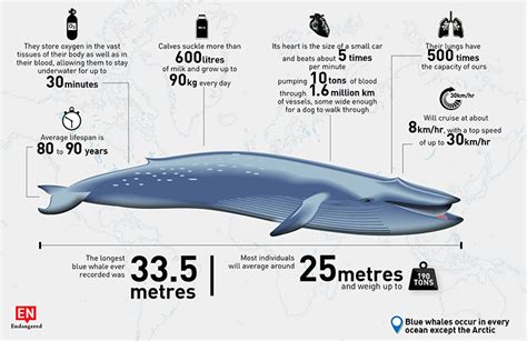 Wildlife of the week: Blue whale - Underwater360