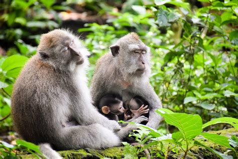 Sacred Monkey Forest Sanctuary in Ubud Bali | Aussie Mob