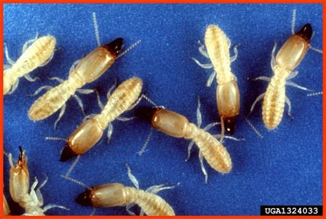 Eastern Subterranean termites - Plant & Pest Diagnostics