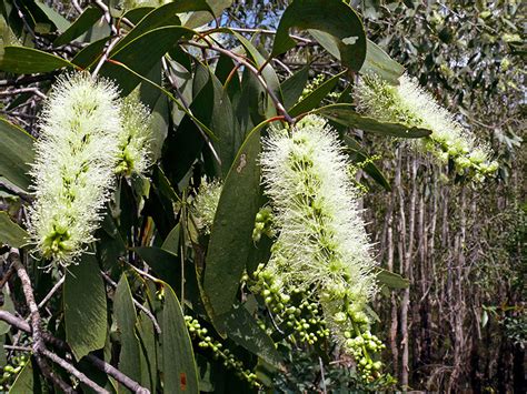 Melaleuca leucadendra (Weeping paperbark) — Territory Native Plants