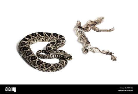 Crotalus atrox, western diamondback rattlesnake or Texas diamond-back, venomous snake with shed ...