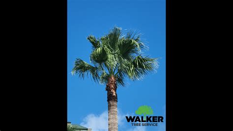 How To Prune Florida Palm Trees