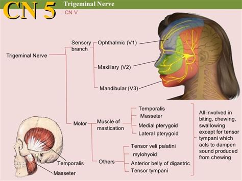 Cranial nerve examination