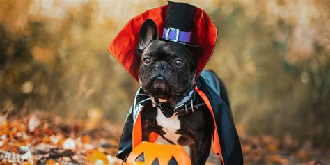 Shop Petco's Best Halloween Costumes For Dogs and Cats 2023 | PS Pets