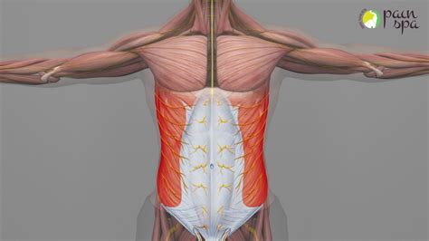 Chronic Abdominal Wall pain & Abdominal Cutaneous Nerve Entrapment ...