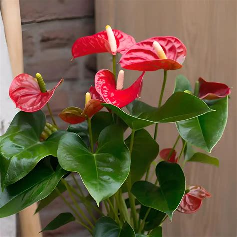 Buy Anthurium (Livium Red) Plant Online at Lowest Price - Seedplex.in