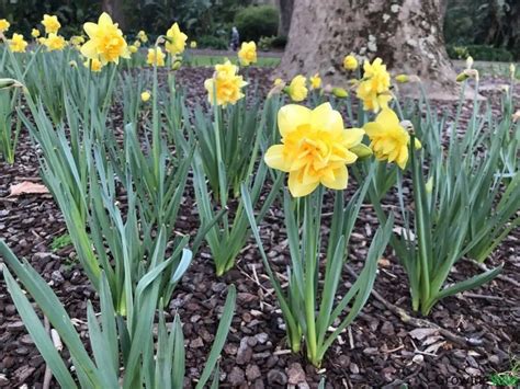 Narcissus Flower Meaning, Symbolism, and Uses You Should Know - GrowingVale