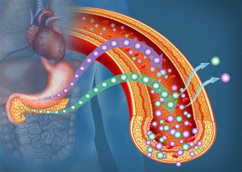 Protecting Pancreatic Islet Cells Following Transplantation for T1D ...