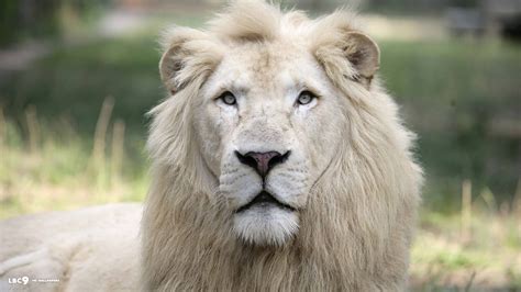 African White Lion Wallpaper (63+ images)