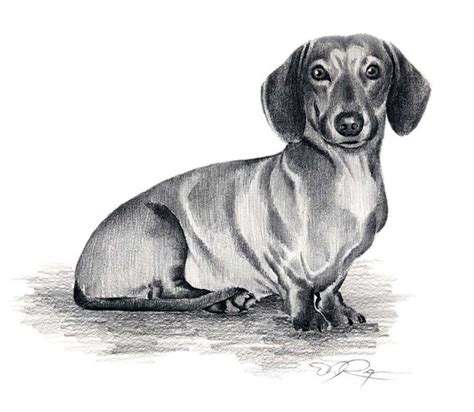 DACHSHUND Dog Art Print Signed by Artist DJ Rogers