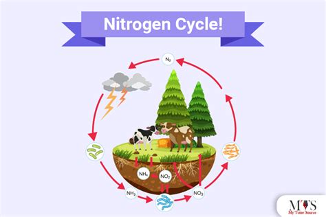 All you need to know about Nitrogen Cycle!